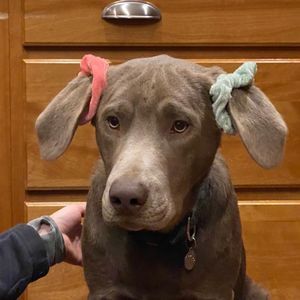 Meet your Posher, Danielle